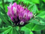 Trifolium pratense extract